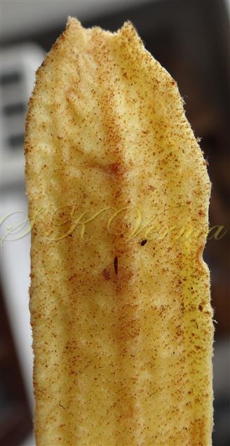  Sepal (Apical part)